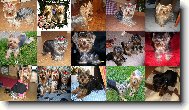 Jorkšírský terier, Yorkshire Terrier,