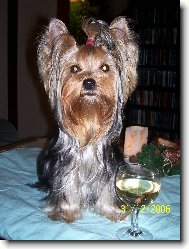 Jorkšírský terier, Yorkshire Terrier,
