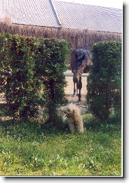 Poodle, Caniche