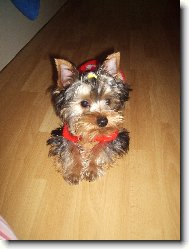 Jorkšírský terier, Yorkshire Terrier,