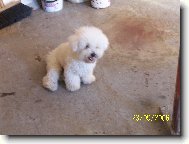 Bichon á poil frisé, Bichon Frise