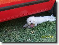 Bichon á poil frisé, Bichon Frise