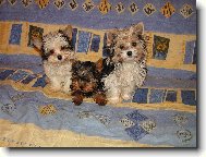Jorkšírský terier, Yorkshire Terrier,