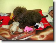 Poodle, Caniche