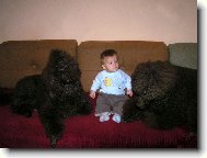 Poodle, Caniche