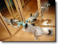 Chinese Crested Dog