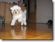 Bichon á poil frisé, Bichon Frise