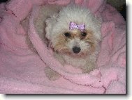 Bichon á poil frisé, Bichon Frise