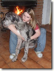 Deutsche Dogge