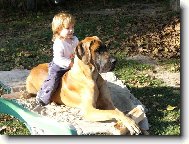 Deutsche Dogge