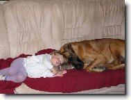 Deutsche Dogge