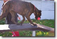 Deutscher Boxer
