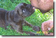 Deutscher Boxer