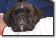 Deutscher Boxer
