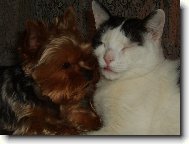 Jorkšírský terier, Yorkshire Terrier,