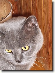 Blue-point cat
