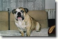 English Bulldog