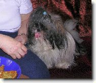 icu, Shih-Tzu
