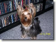 Jorkšírský terier, Yorkshire Terrier,