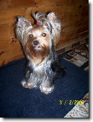 Jorkšírský terier, Yorkshire Terrier,