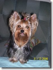 Jorkšírský terier, Yorkshire Terrier,