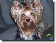 Jorkšírský terier, Yorkshire Terrier,