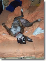 Deutscher Boxer