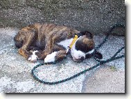 Deutscher Boxer