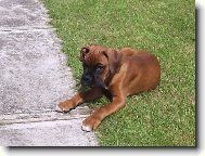 Deutscher Boxer