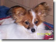 Papillon