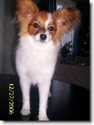Papillon