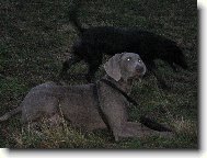 Weimaraner, Weimaraner Vorsterhund