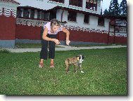 Deutscher Boxer
