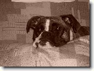 Deutscher Boxer
