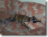 Deutscher Boxer