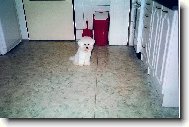 Bichon á poil frisé, Bichon Frise