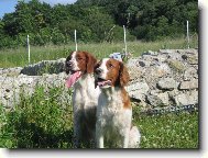 Irish Red and White Setter