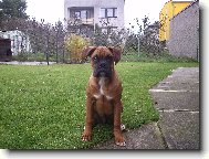 Deutscher Boxer