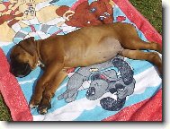 Deutscher Boxer