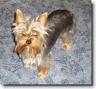 Jorkšírský terier, Yorkshire Terrier,
