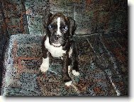 Deutscher Boxer
