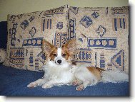 Papillon