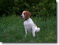 Irish Red and White Setter