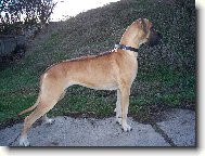 Deutsche Dogge