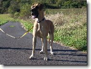 Deutsche Dogge