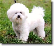 Bichon á poil frisé, Bichon Frise