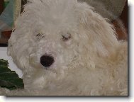 Bichon á poil frisé, Bichon Frise