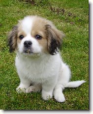 Tibetan Spaniel