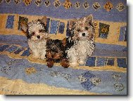 Jorkšírský terier, Yorkshire Terrier,