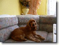 English Cocker Spaniel